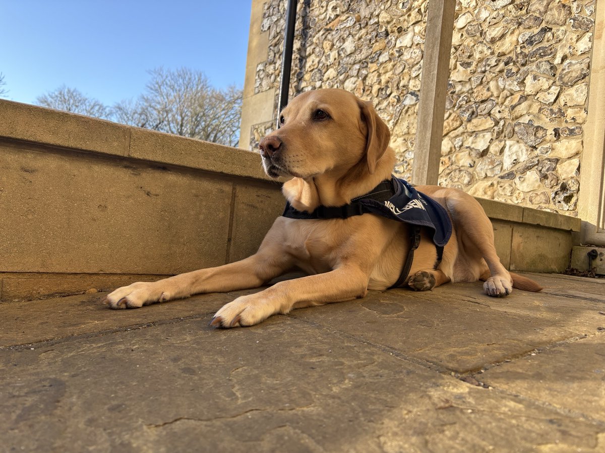 FlintHouseRehab's tweet image. We are happy to welcome Paul and Holly #BluePaw back to Flint House this week.  They will be enjoying time with patients and staff throughout the week – demonstrating in person what a difference spending time with a four-legged friend can make.

#wellbeing #helpandheal