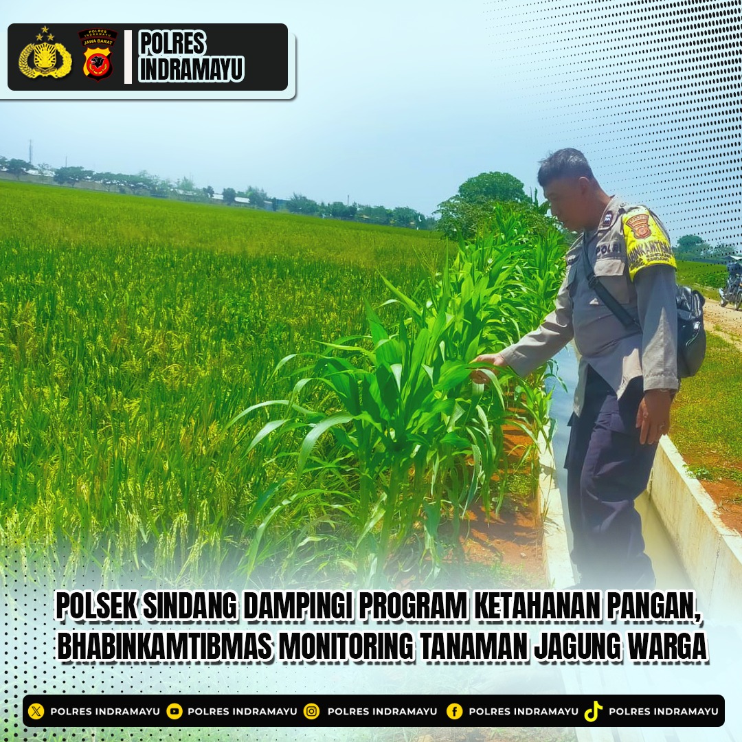 Polsek Sindang, Polres Indramayu, Polda Jawa Barat, terus berperan aktif dalam mendukung program pemerintah di bidang ketahanan pangan. Salah satunya melalui pendampingan pemanfaatan lahan pekarangan untuk budidaya jagung di wilayah binaan.
