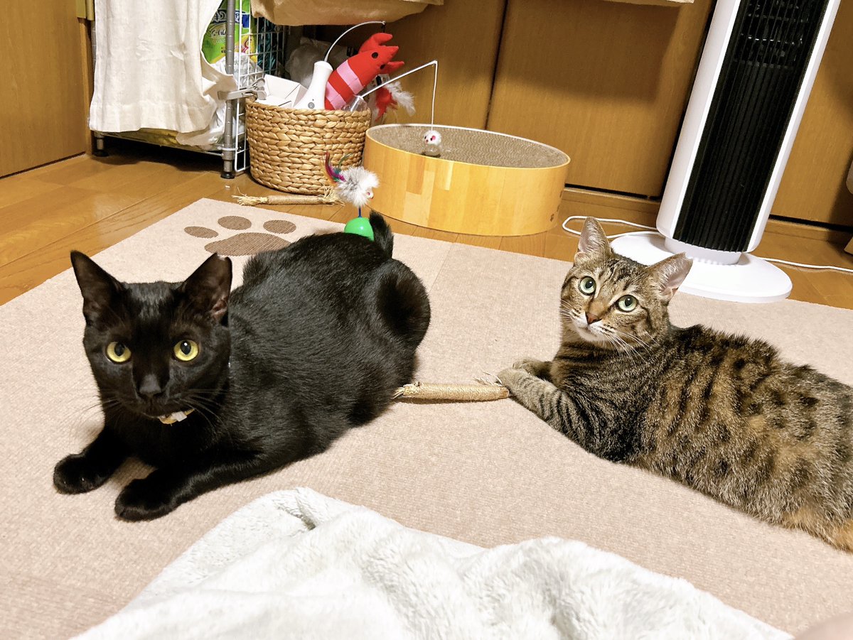 ◯ドラミ Amazon.co.jp: セキグチ ドラえもん とことこくらぶ ドラミ