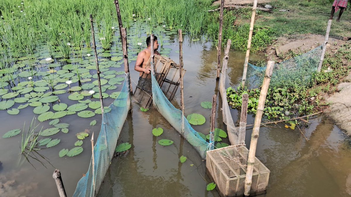 LRRMission's tweet photo. After collection of 24 varieties of indigenous fish yesterday we released the fishlings in two Abhay Pukurs (Fish Sanctuary) at Jaynagar II and Kultali. Programme supported by @HCL_Foundation 

#conservation #biodiversity #indigenousfish #sundarban https://t.co/vFMmPDqvhY