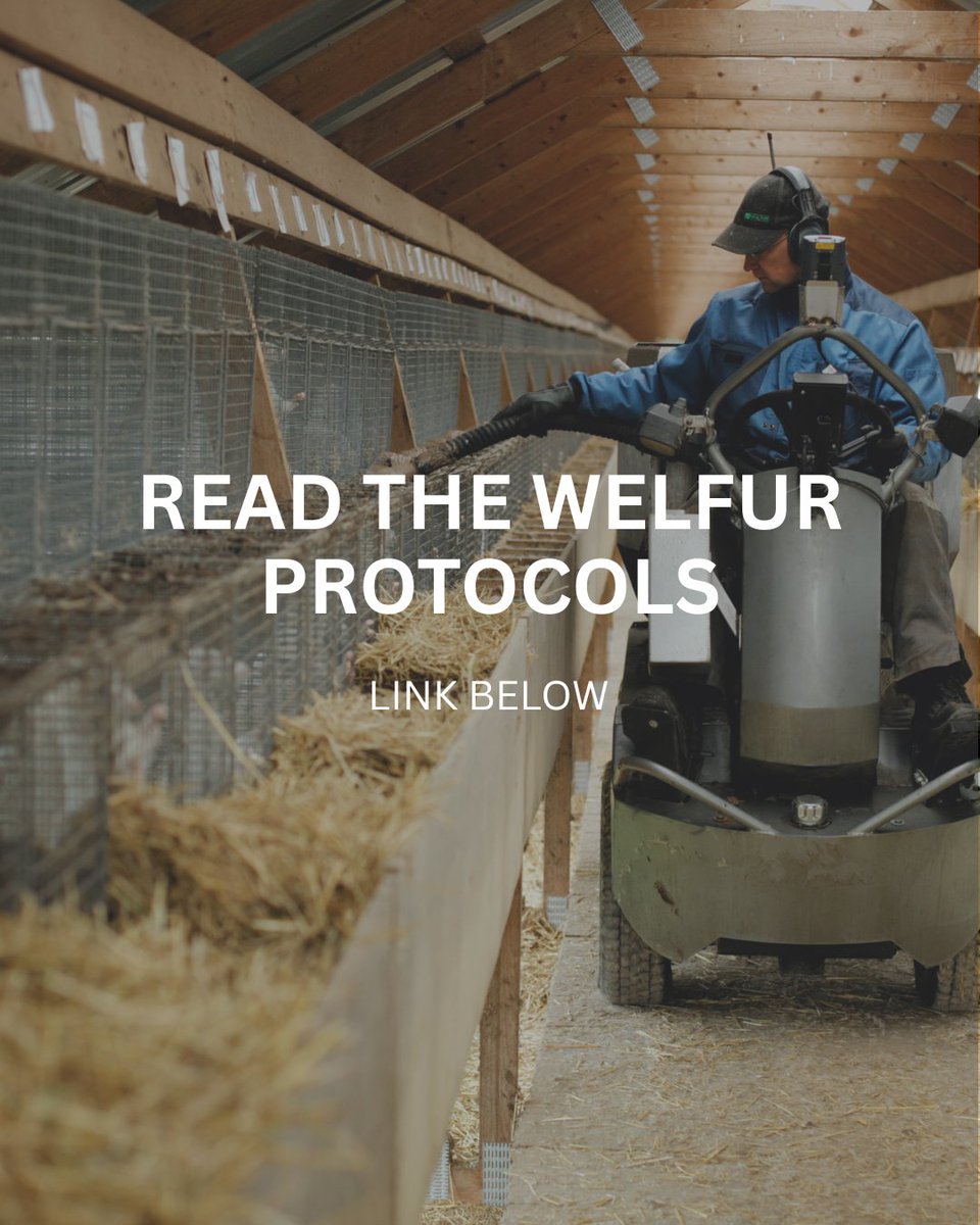 Welfur Mink Protocol - cdn.prod.website-files.com/5f36ac7708ea3b…

Welfur Fox Protocol - cdn.prod.website-files.com/5f36ac7708ea3b…

Welfur Finracoon Protocol - cdn.prod.website-files.com/5f36ac7708ea3b…

#supportscience #supportfarmers #supportwelfare #TimelessStyle #NaturalFur #SustainableFashion #QualityOverQuantity
