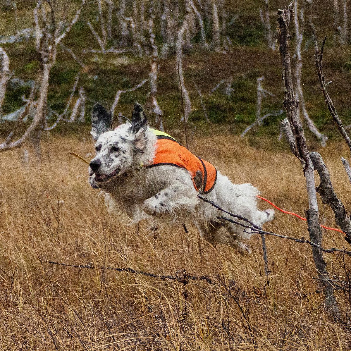 Attention setter volant en approche ...

#ChienDeChasse #ChienDeVie #VieDeChienDeChasse #ChassePartage #Chasse #Passion