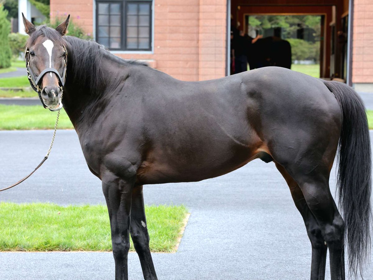 2025.9.20 
ロードホースクラブ募集馬見学ツアー
社台SS 種牡馬見学
🐴キタサンブラック