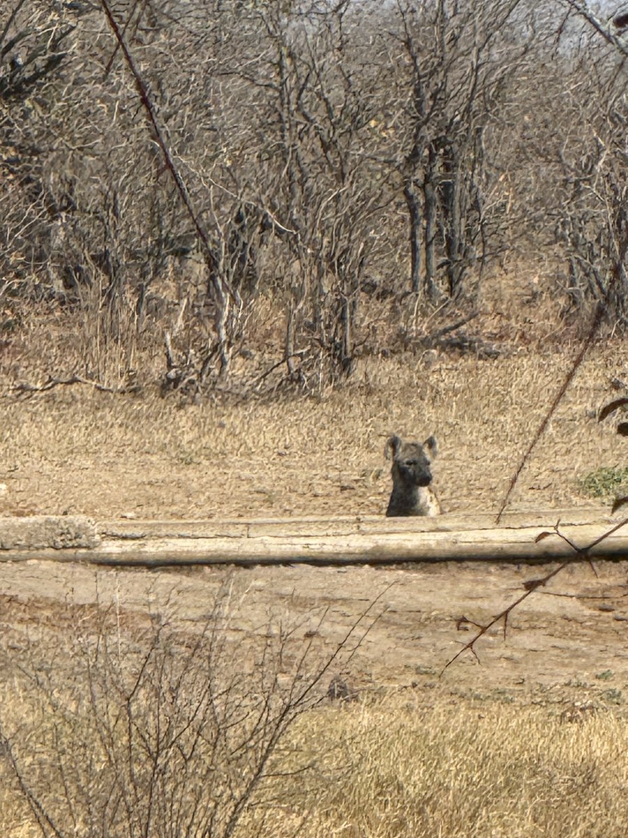 Keeping cool … #hyena