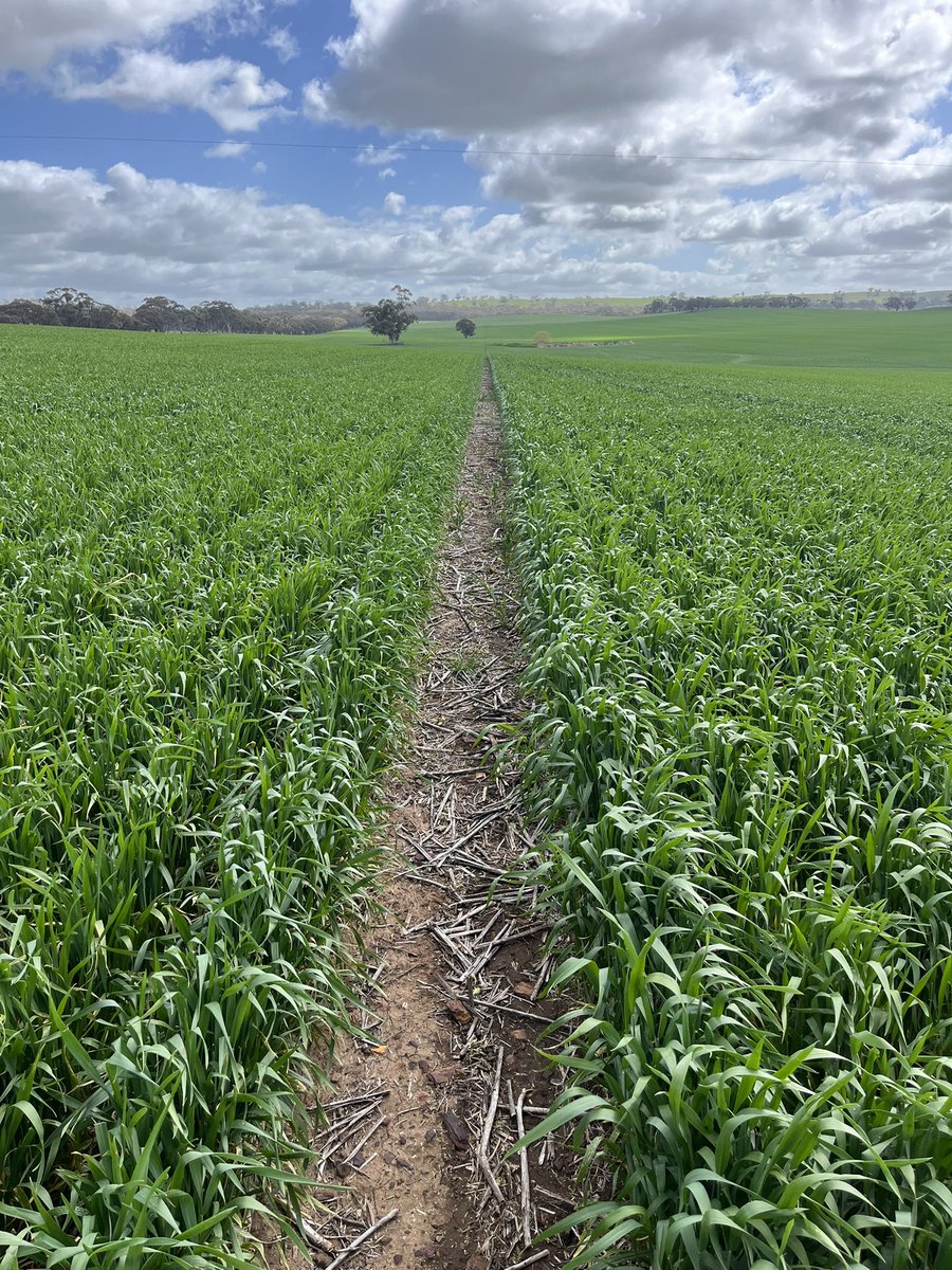 ConnorFuss's tweet image. Avoca L vs Calibre R. Looking at longer AH types in colder environments to try spread the risk. Early boots split in Calibre, early flags unfurling in Avoca. Genie/Rockstar also in the paddock. Appreciate growers willing to have a look @davemernowie @agtbreeding @KosterBradley