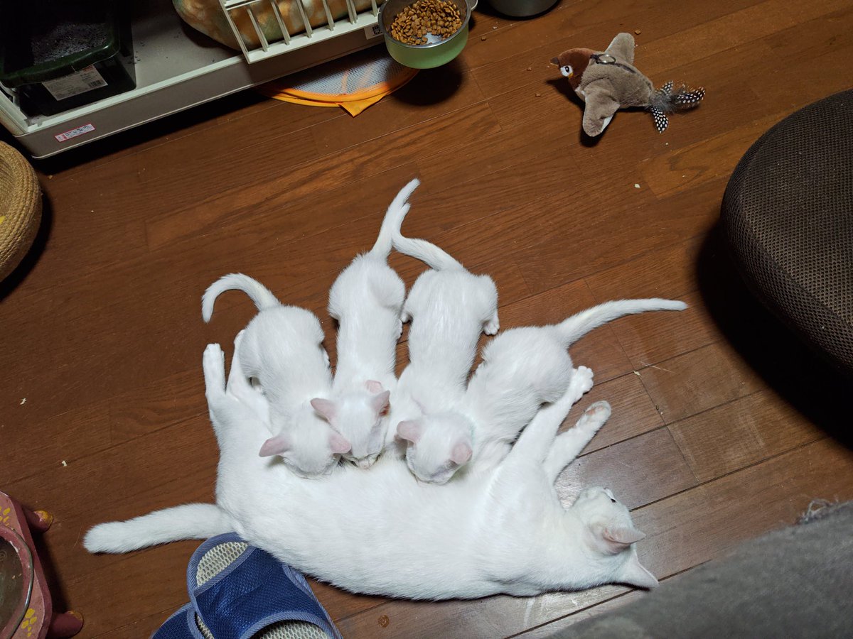 okamiya10's tweet photo. 久しぶりにペケったに出てきたので一応。今はほぼぶるーすかいかみくしーにいます。たいっつーには時々見た夢日記つけてる。ここは時々いいねだけしに覗くくらいですが、私も元気でやっています。この夏は白猫ファミリー預かっててんやわんやでしたよ！（現在進行形） https://t.co/SckhJ45G8l