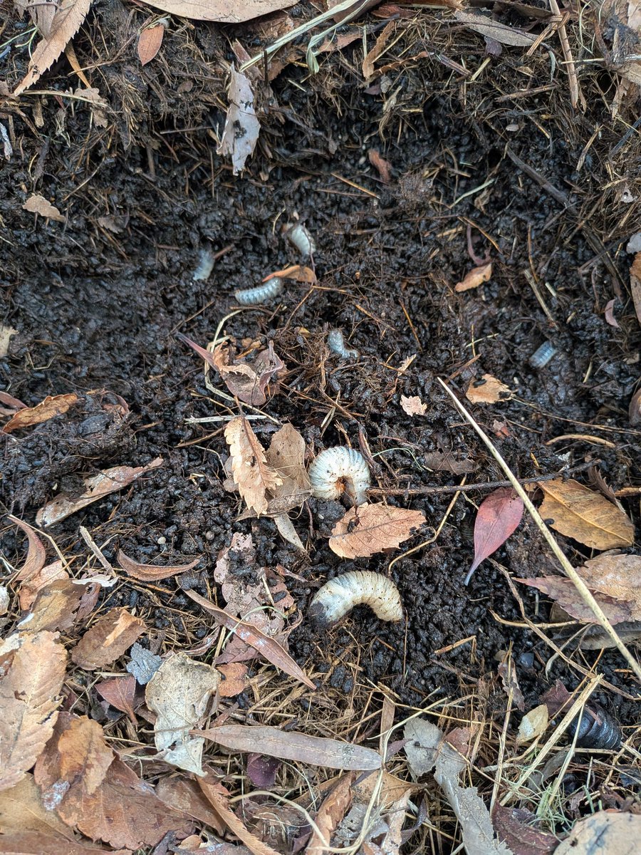 お墓参りしてから嫁さんと🪱探しに過去の実績ポイントと新規ポイント回ったけど皆無😭
幼虫がたくさんいたので今夜はコレでやってみる。