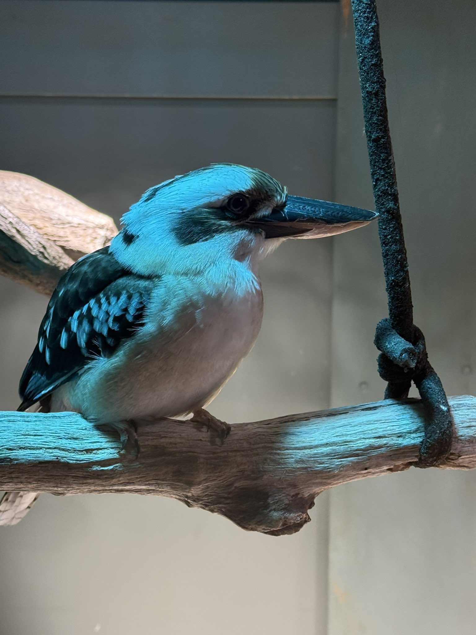 カワセミ カワセミの飛び込み #カワセミ #kingfisher #鳥 #bird #α1