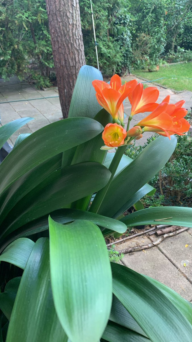 Катерина Галич tweet media