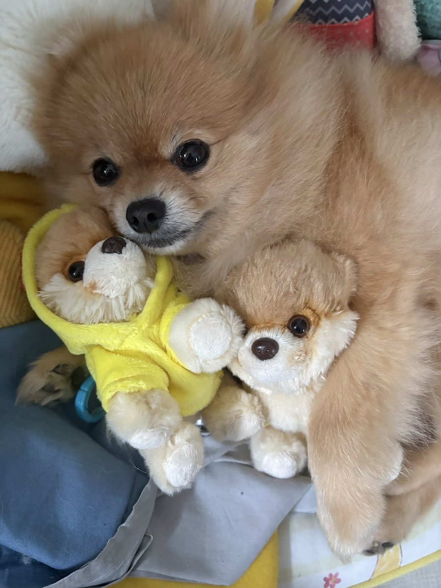 むぎ (@mugi_pome0113) / Posts / X