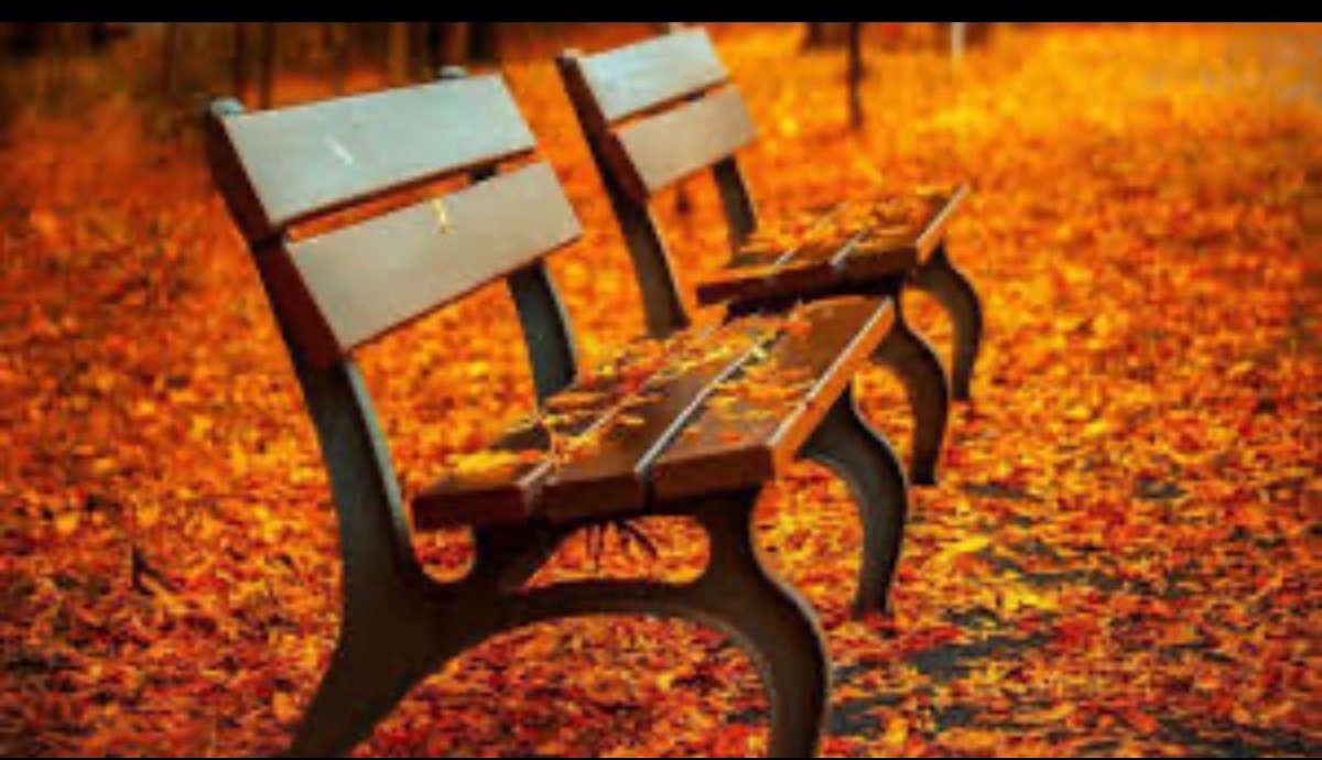 Maria José tweet media