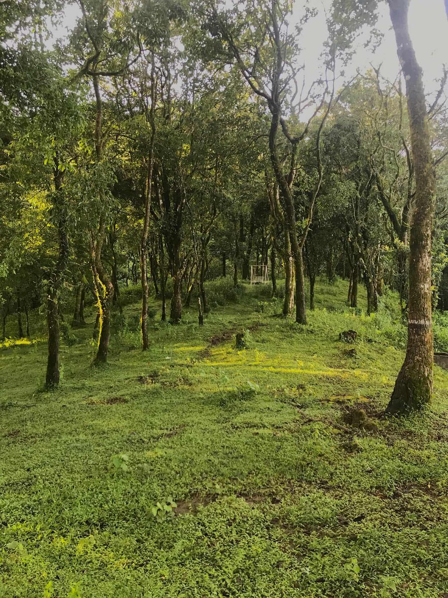 mizoraminsta's tweet photo. Location: Sailam, Mizoram
Pic credit 📷 fakawmaralte19
.
.
.
#sailam #landscape #landscapeview #greenery #greenlandscape #grass #greenhill #mizoram #mizoraminsta #northeastIndia https://t.co/jvWfJE66oF
