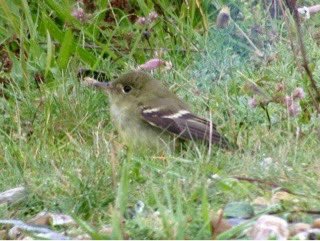Ian Bennell tweet media
