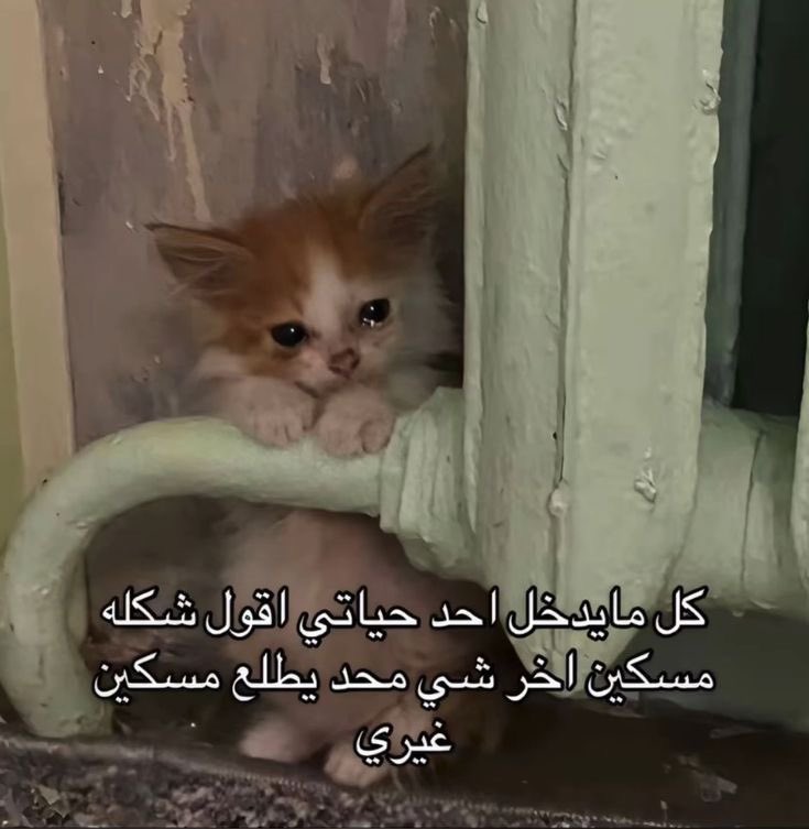 أ ⚖️ tweet media