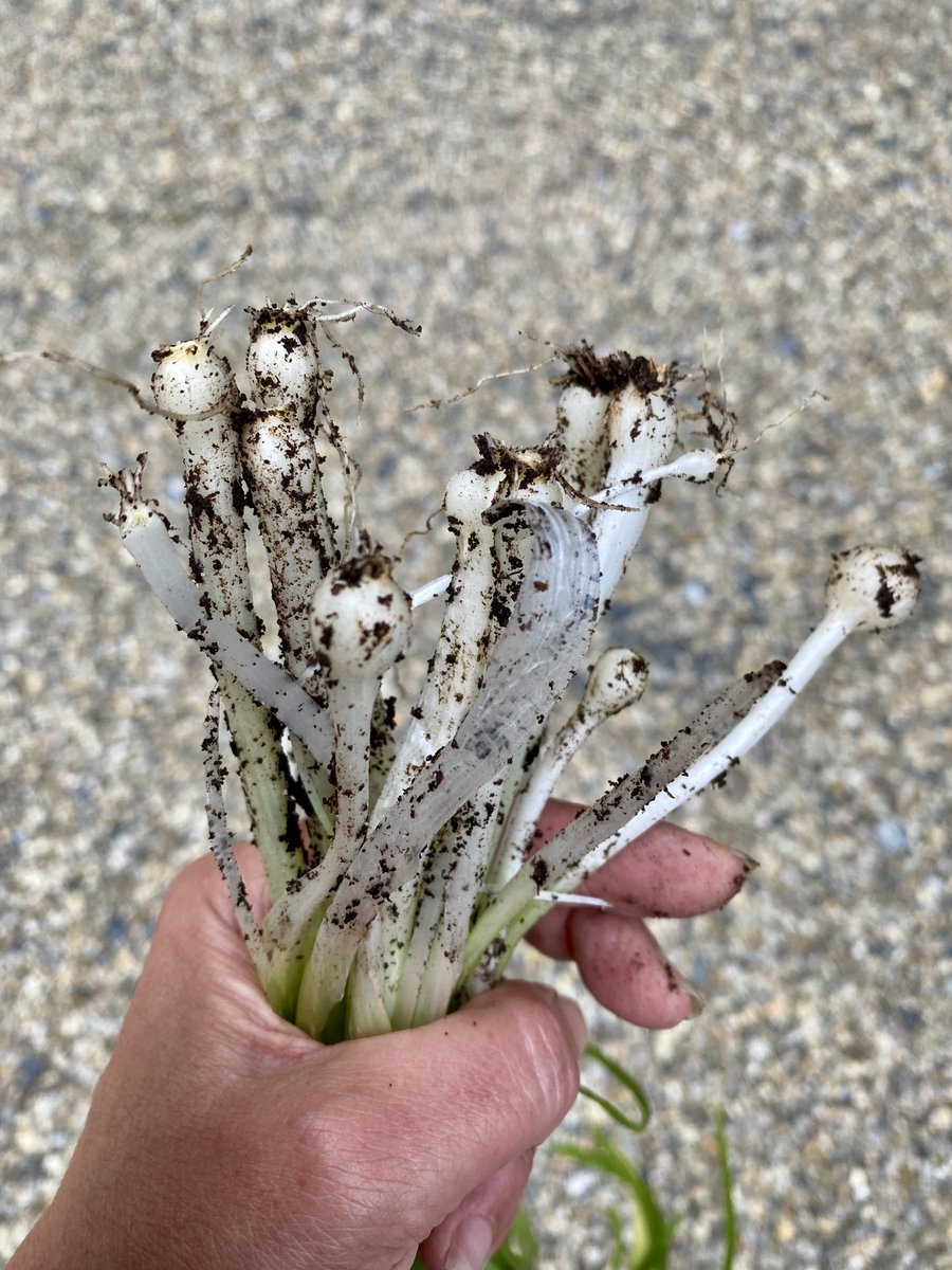 AleZec's tweet image. I forage and eat #flowers and #weeds: #Lentil salad with #onionweed cookingwithflowers.blogspot.com/2025/09/lentil…

#plantbased #vegan #Italianfood #italianvegan #foraging @vegsoc #vegetarian 
#healthyfood #eatwell #greenlifestyle #homecooking #lifestyle