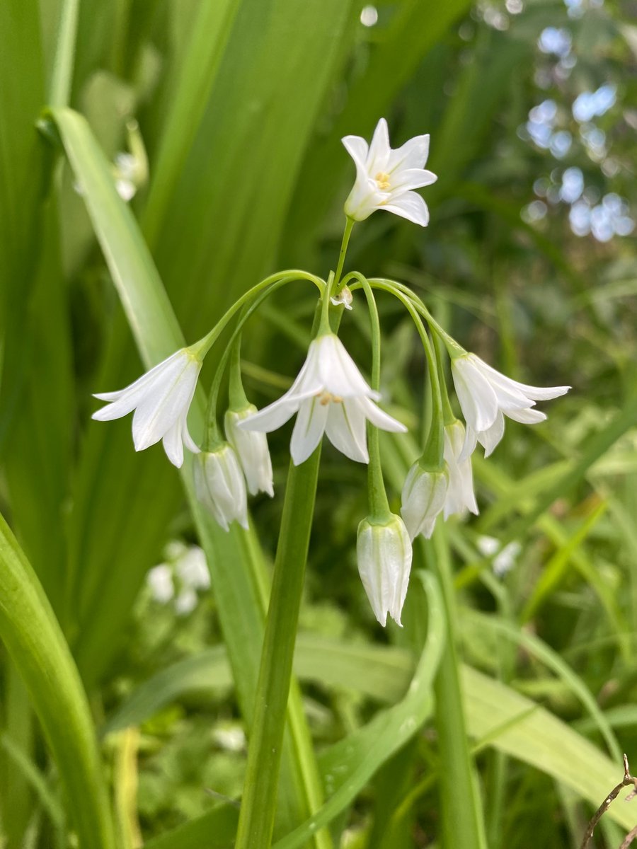 AleZec's tweet image. I forage and eat #flowers and #weeds: #Lentil salad with #onionweed cookingwithflowers.blogspot.com/2025/09/lentil…

#plantbased #vegan #Italianfood #italianvegan #foraging @vegsoc #vegetarian 
#healthyfood #eatwell #greenlifestyle #homecooking #lifestyle