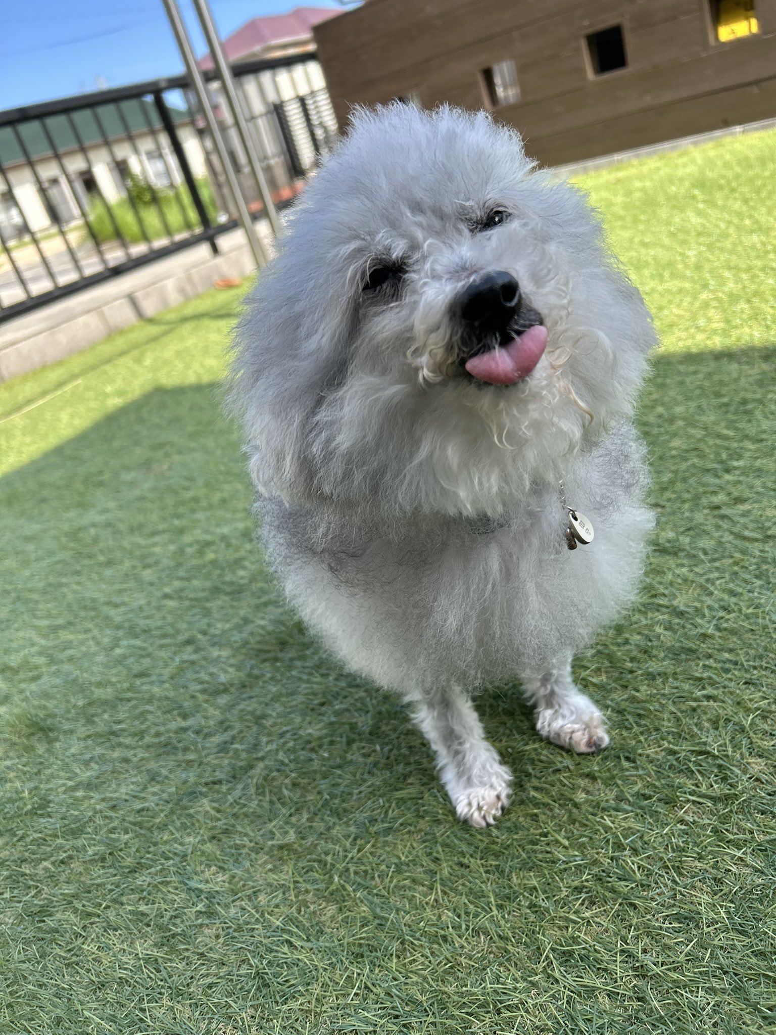 ハルページ はる adidas ZX 8000