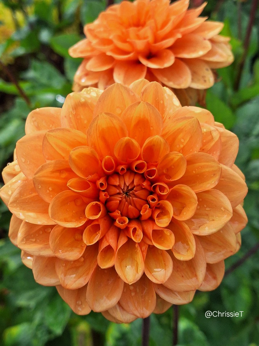 Chrissie Taylor tweet media