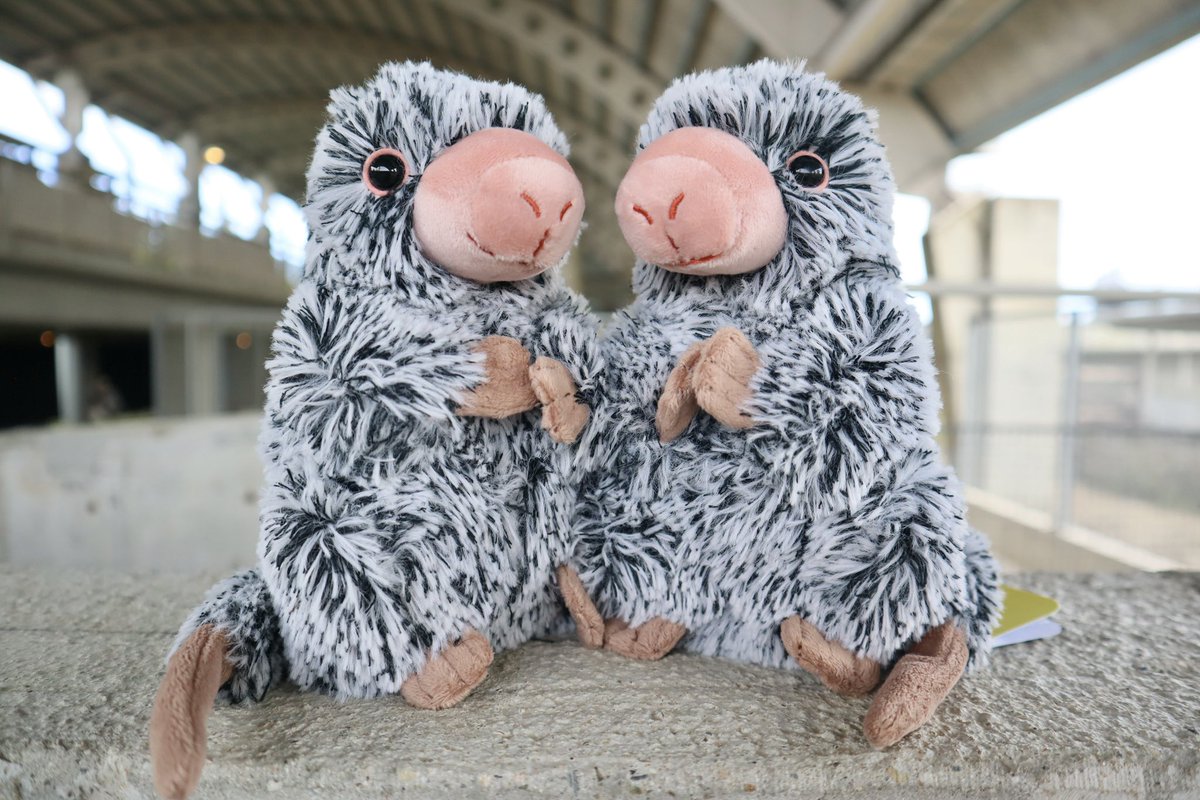 つつつつつつつついに！！ 待ち望んでいた商品が入荷致しました