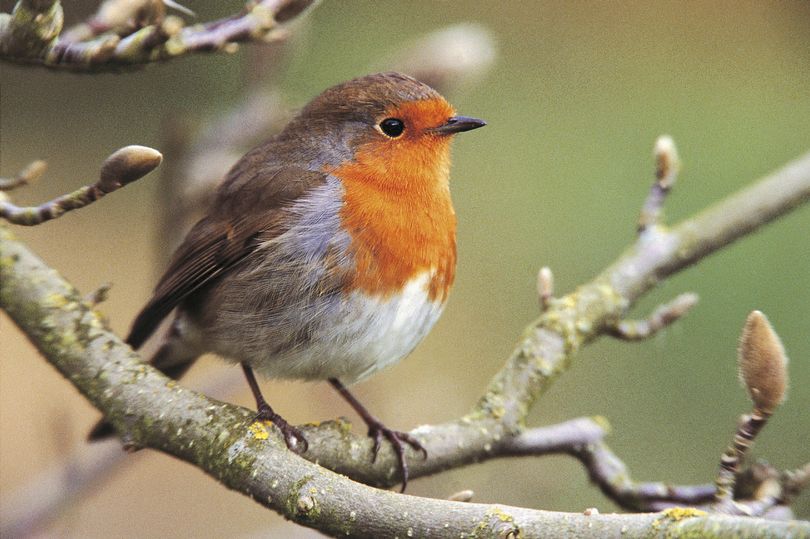 AllForGardening's tweet image. Attract robins to your #Garden by making one bird feeder change ...
 
allforgardening.com/1451460/attrac…
 
#BirdTable #GardenBirds #WoodlandTrust