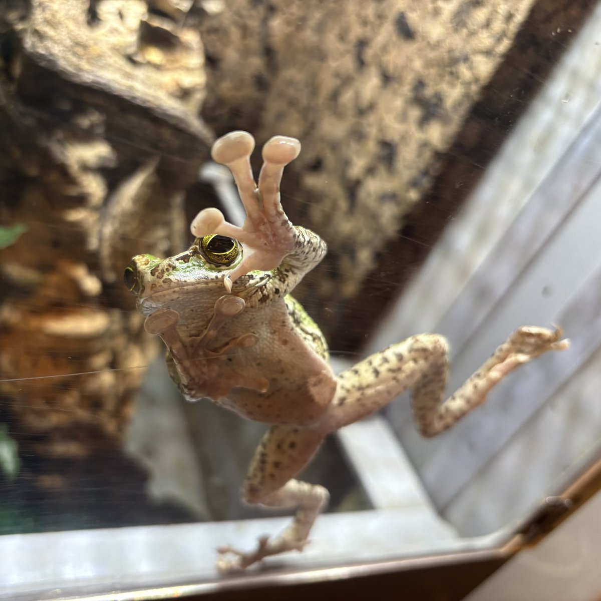 カエル♡ 前のアカウントにも載せてたけどお気に入りの写真だから載せて