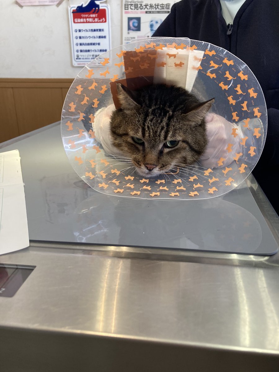 📢22日ニャンニャンの日
探していた猫ちゃん(ふくちゃん)見つかりました‼️😭🏥奇跡的に健康状態も問題なく元気に無事に保護できました❣️拡散ご協力頂いた方々本当に有難うございました🙇‍♀️
 #猫見つかりました  #無事に保護 #迷い猫見つかる #保護猫 #北区