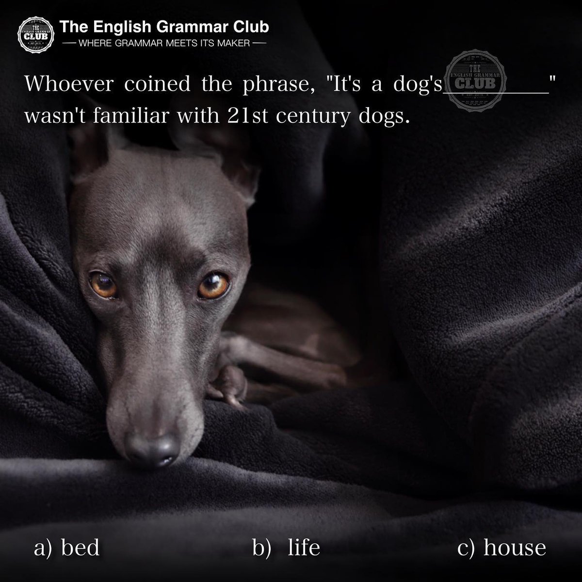 grammar_club's tweet image. Who knows the answer to this? 👇
What's the best option?
A, B or C?
Whoever coined the phrase, "It's a dog's__________" wasn't familiar with 21st century dogs.
#english 🇬🇧 #englishlearning #learnenglish #languagelearning #englishonline #grammarquiz #grammar #language