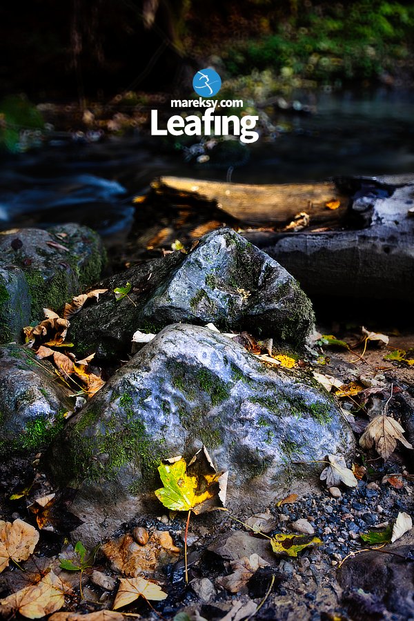 mareksy's tweet image. #mialzorkepiec, zrobił więc kilka testowych zdjęć.

#photo #foto #nature #stokrotki #liść #listek #natura