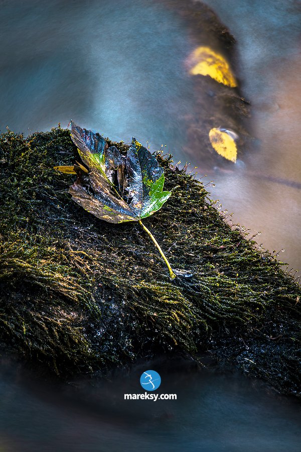 mareksy's tweet image. #mialzorkepiec, zrobił więc kilka testowych zdjęć.

#photo #foto #nature #stokrotki #liść #listek #natura