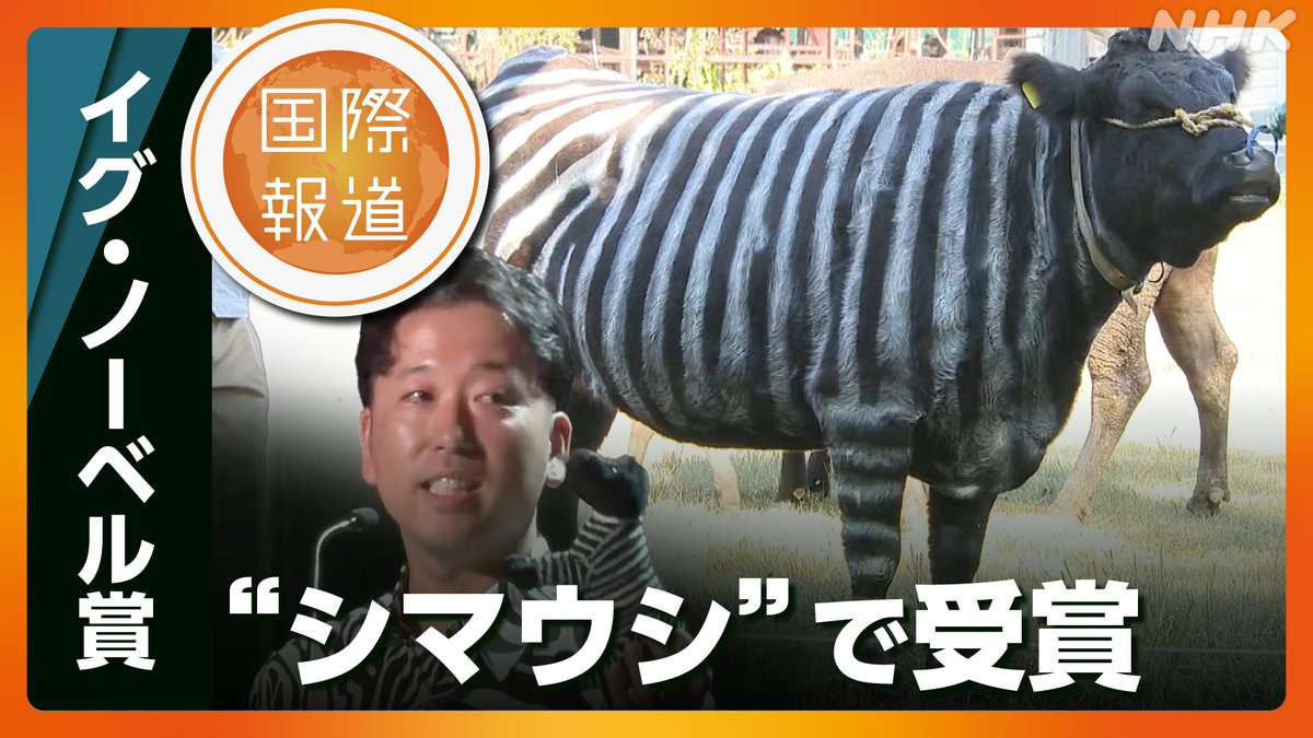 #国際報道2025 

19日(金)の特集
◤ #イグノーベル賞 
   日本の研究グループ
  「生物学賞」受賞🏅 ◢

🦓🐄シマウマならぬ"シマウシ"!?

🦓🐄シマウマのしま模様の研究結果を応用

🦓🐄牛のストレス軽減・殺虫剤の使用量の軽減にも

シマウシが見られるのはNHKプラス👇　
plus.nhk.jp/watch/st/g1_20…