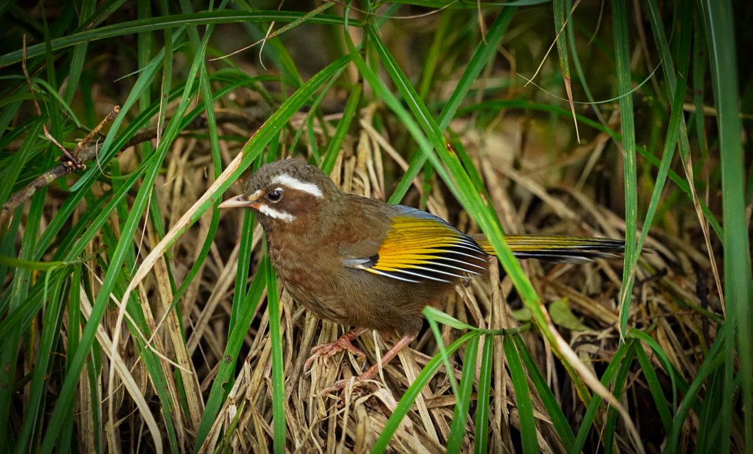 R_OnEarth's tweet photo. White-whiskered Laughingthrush #taiwan #BirdsSeenIn2025 https://t.co/v7vTpRcYrZ