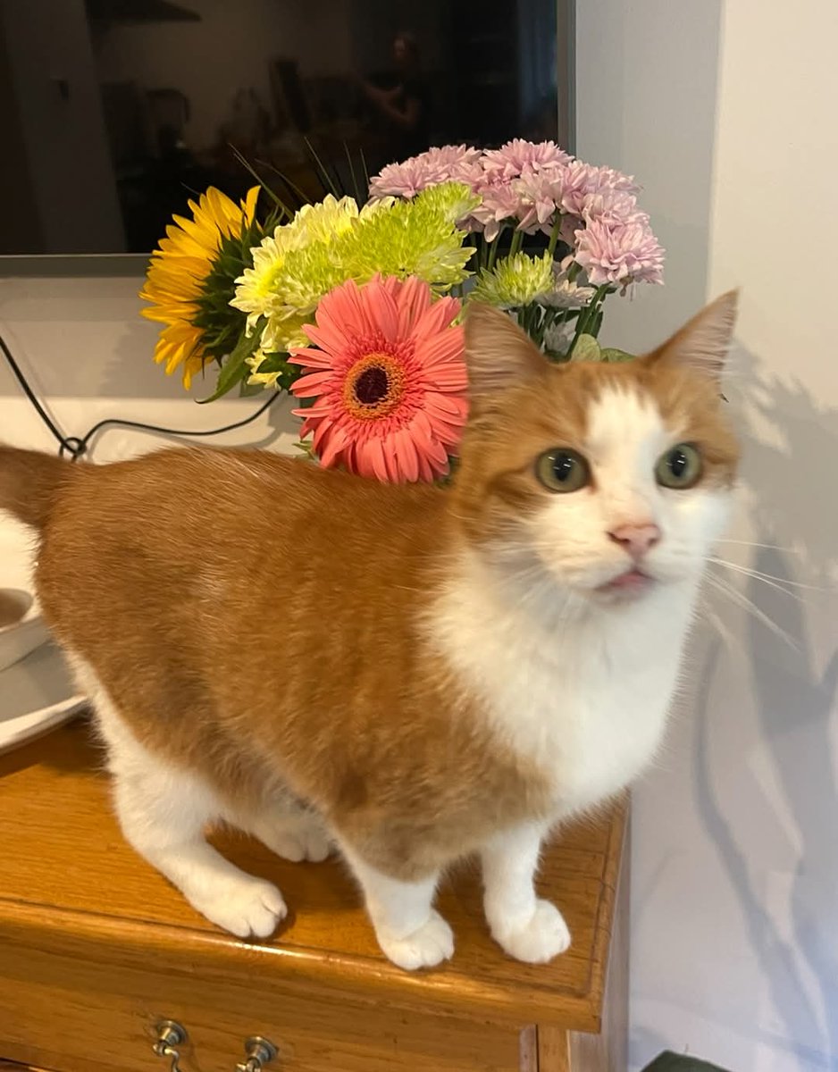 CatsMissing's tweet photo. #HelpFindFreddie Male #LostCat Vanished 4/6/25 #Ewshot #GU10 nr Redlands Lane & Farnham Rd
Ginger & White, Green Eyes
Indoor Cat so doesn’t know area
🙏check gardens/sheds/garages etc & check doorbell/dash cams for any sightings
🙏any info contact ⬇️ https://t.co/VA3AFhvFXv https://t.co/Q4JUdRevQu