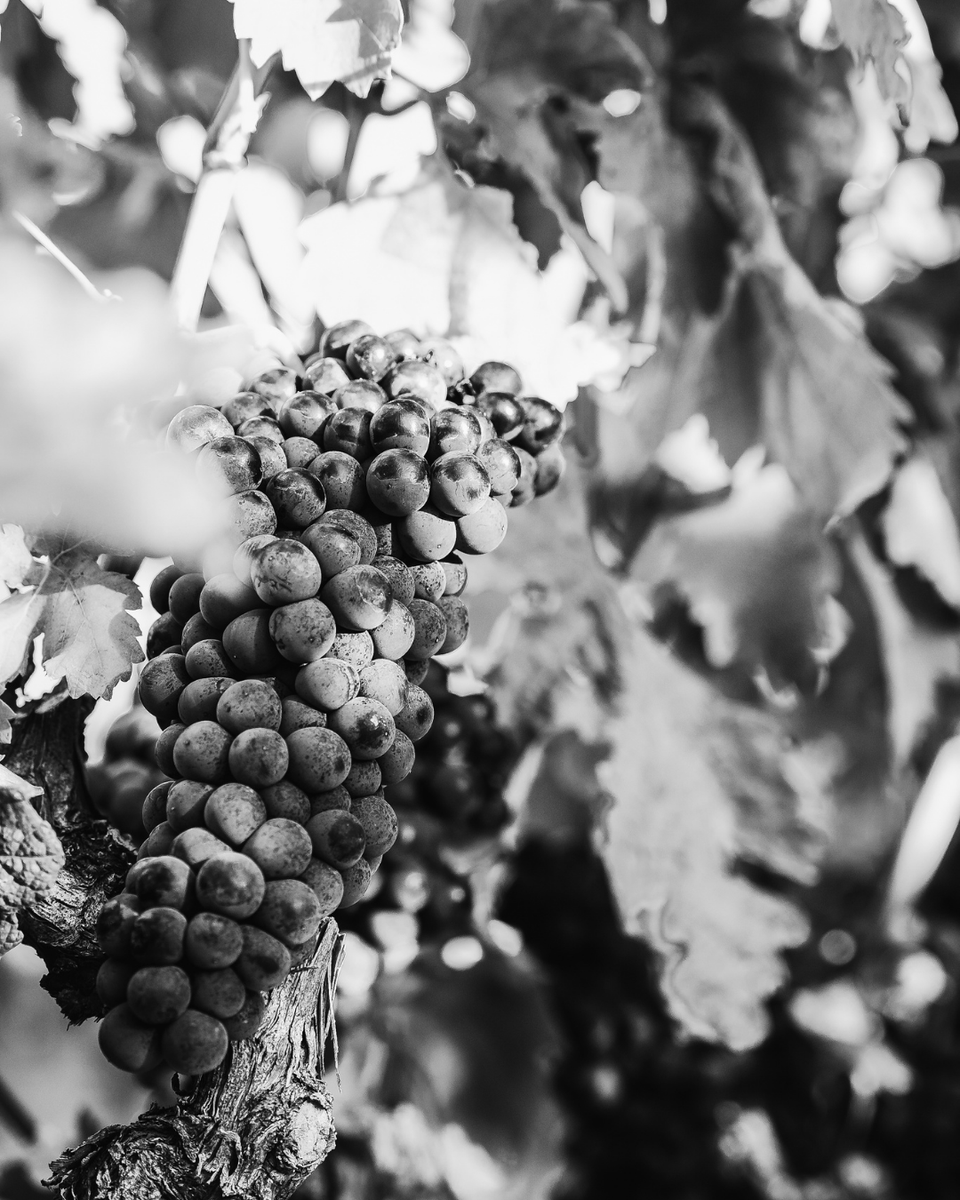 La uva nos habla claro: está en un estado sanitario y de maduración excelente.
Ya estamos vendimiando con el mismo respeto con el que la hemos cuidado todo el año.
Recuerda que puedes reservar tu actividad de enoturismo en vendimia:
✖️ bodegasbaigorri.reservaswolfcrm.es