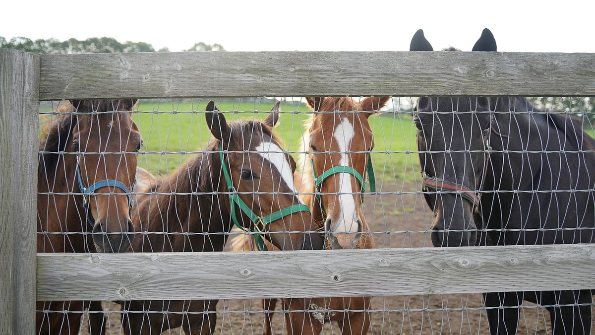 まめちん先生と、新たな教え子たち(当歳馬)。