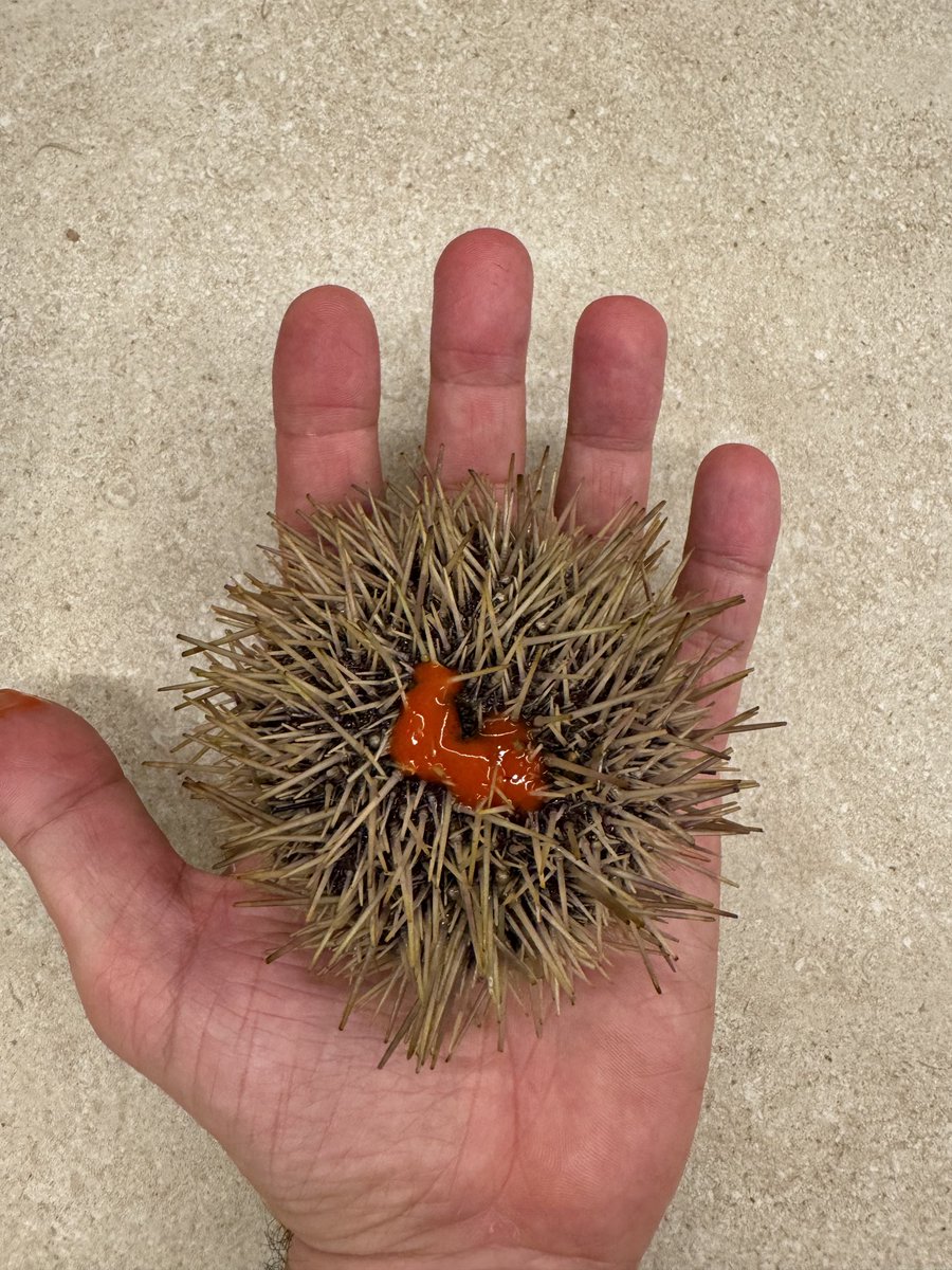 Otro año más , a falta de Galicia empezamos con Portugal.