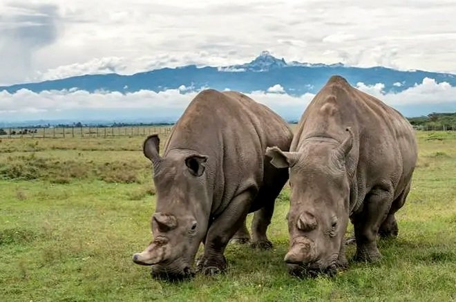 Today is #WorldRhinoDay. 
Rhino🦏 is one of the most iconic species on Earth, yet they stand at the edge of extinction. The two last northern white rhinos are a mother and daughter, Najin and Fatu, who live in #Kenya 🇰🇪.
Let’s pledge to protect them and ensure their future.