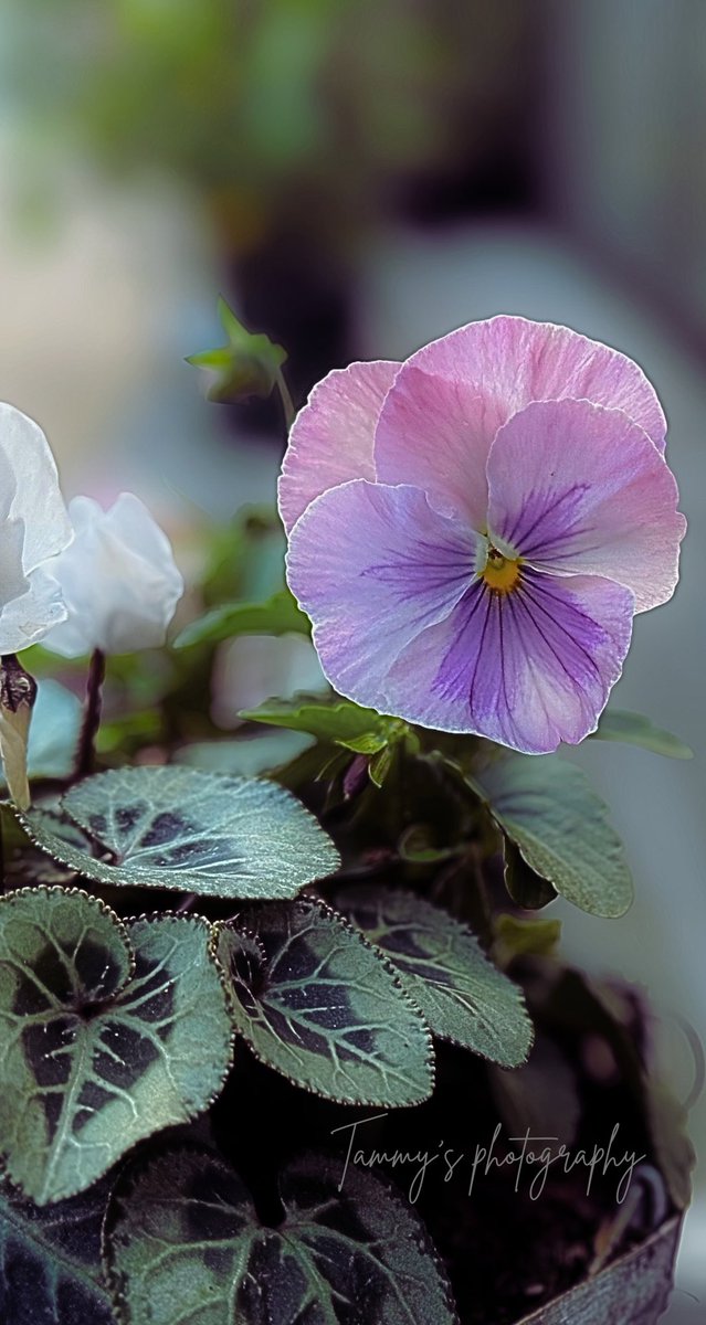 livinginmyterms's tweet image. Share your photographs with Bokeh Background. 
#Viola