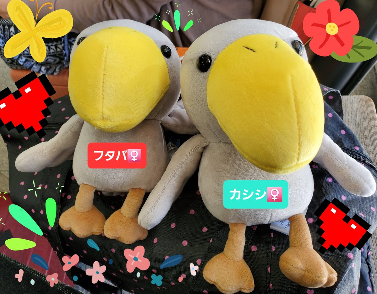 ハシビロコウぬいぐるみ でキャッキャウフフ❤️してた私と友達ｗｗｗ

それぞれ推しのこ(ハシビロコウ)がいるので生存してるうちに逢いに行きたい……

私: カシシ  現在高知県 😢
友: ふたば  現在静岡県
#ハシビロコウ
#カシシ
#ふたば