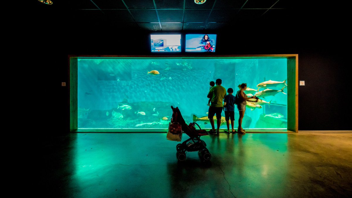 Un plan perfecto para disfrutar en #familia 😊✨

🌊 El <a href="/AcuarioSevilla/">Acuario de Sevilla</a> es una excelente opción para que los más pequeños aprenden jugando y tomen conciencia de la importancia de respetar el medio natural. Talleres, especies acuáticas...¡y mucho más! 👇

visitasevilla.es/explorando-los…