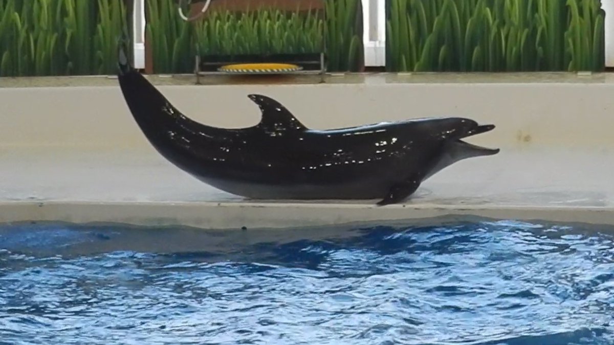 ゆか (@aquarium4913) / Posts / X