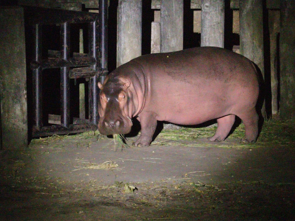 ยามดึก ที่สวนสัตว์เปิดเขาเขียว