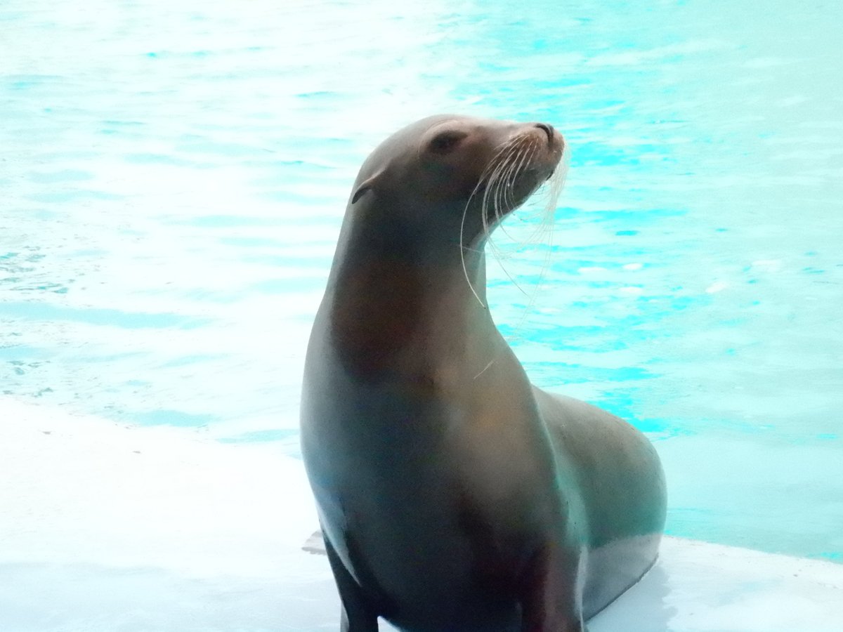 ゆか (@aquarium4913) / Posts / X