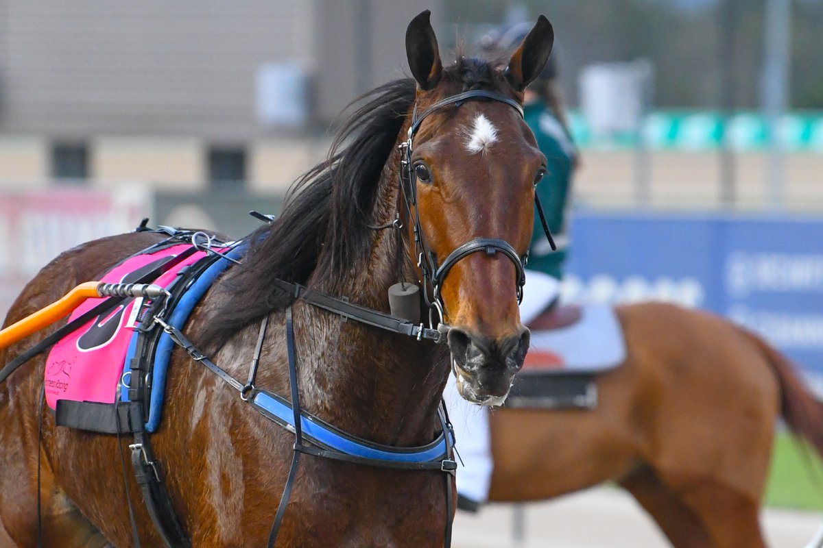 Club Menangle tweet media