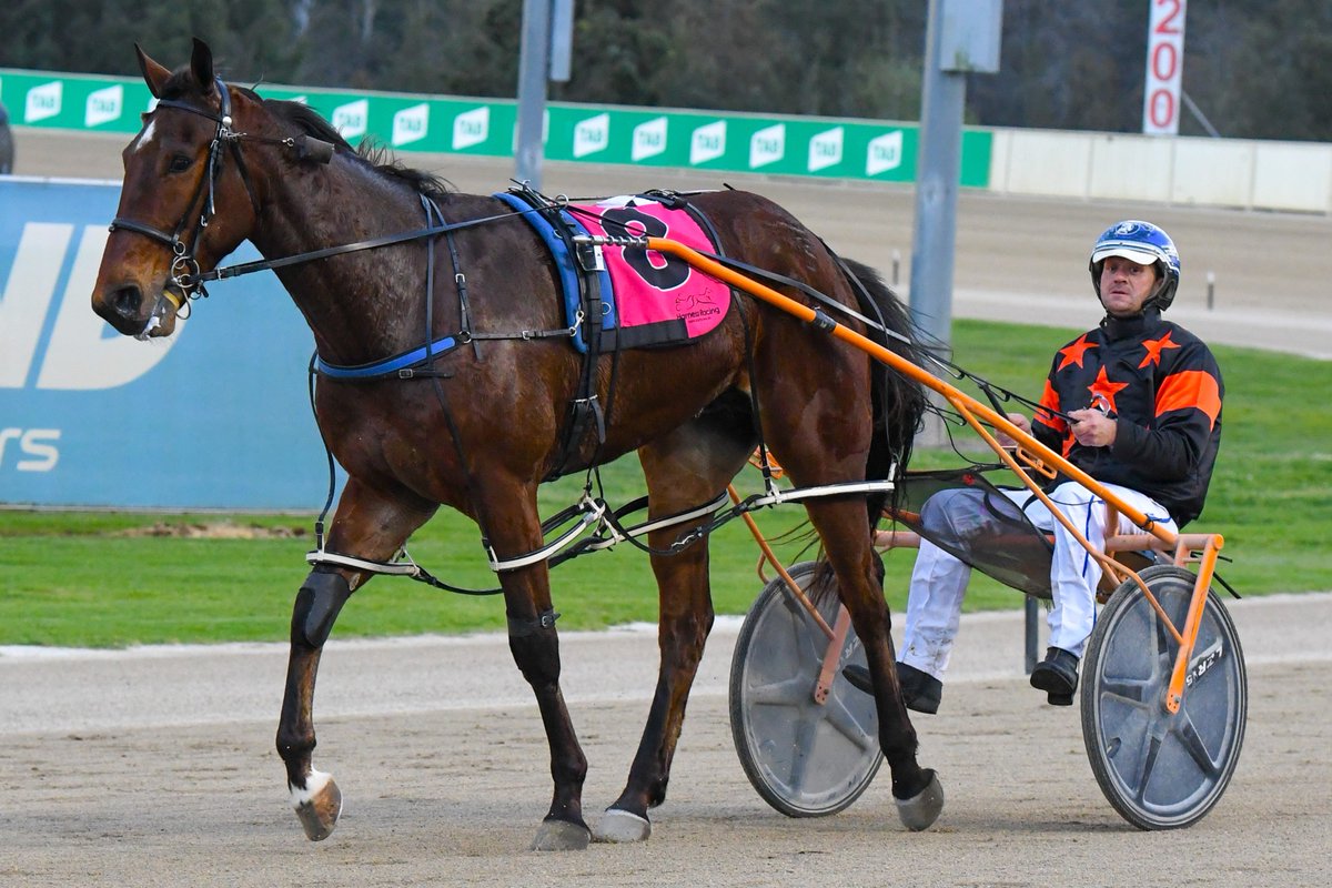 Club Menangle tweet media