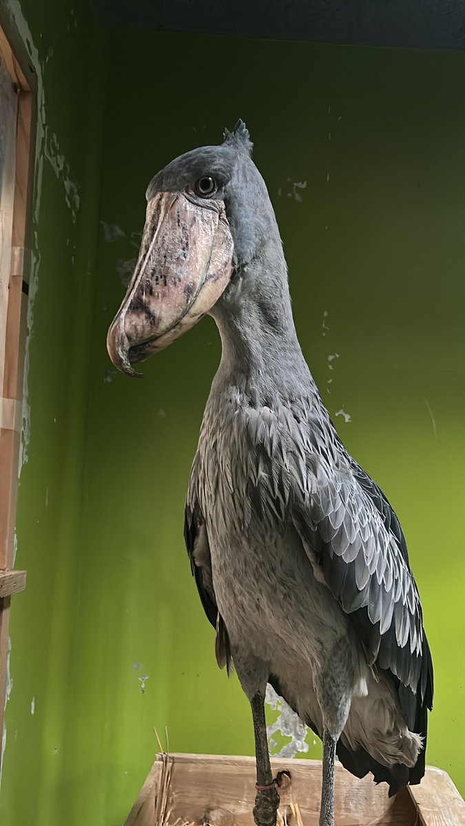 ダチョウ倶楽部 ガンバレ！アインシュタイン konio on X: 