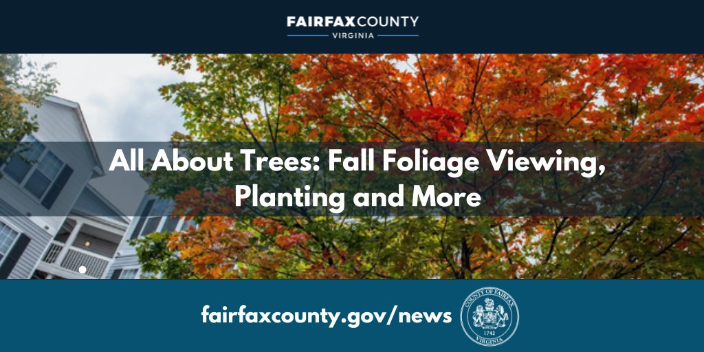 🍁Fall is the best time to plant trees, preferably native trees.
🍁Find best locations to view fall foliage.
🍁Learn how to protect the millions of trees in our county.
🍁Climate change has caused planting timelines to shift.

fairfaxcounty.gov/news/all-about…