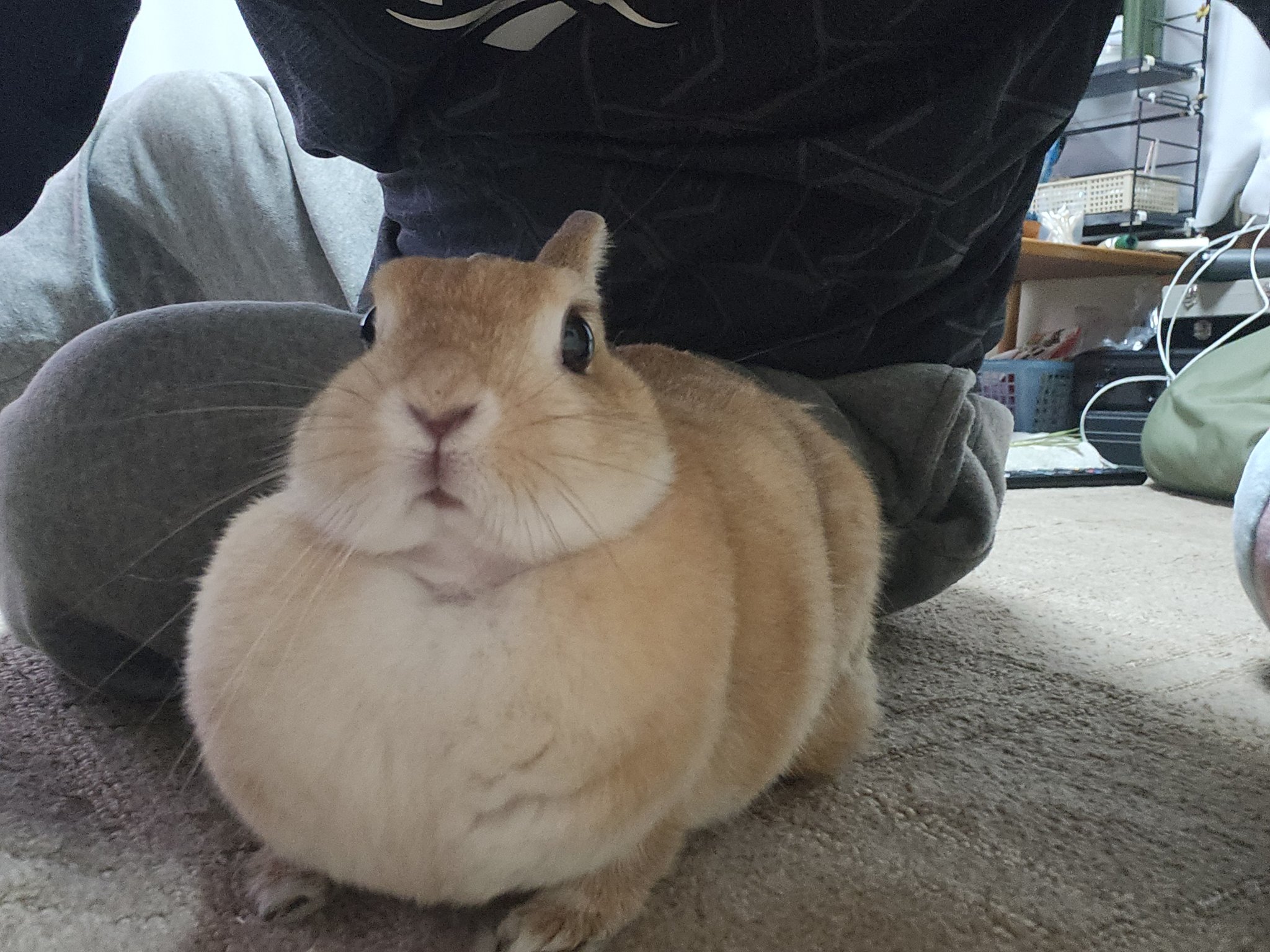 ゴンちゃんのお部屋 on X: 