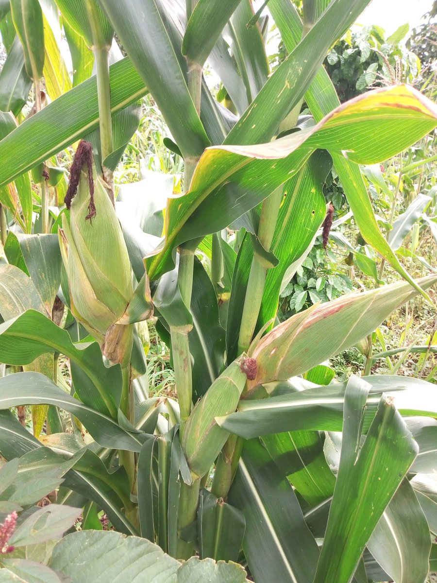 Farmers deserve respect for their sweat and struggles. That is why Musafarm Foods makes sure they get genuine seeds, learn sustainable farming, and find better markets. Farming should feed families and secure futures, not break hearts.