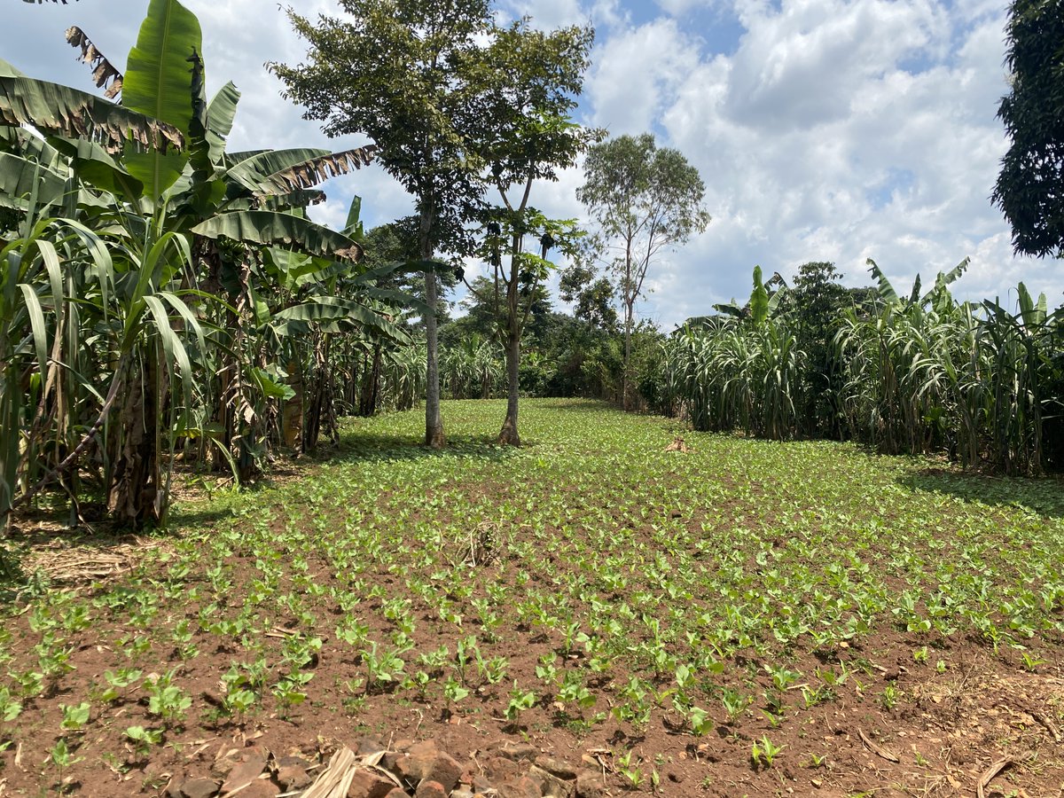 Musafarm Foods tweet media