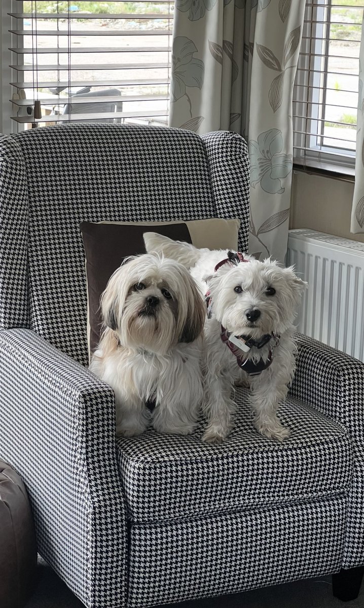 Happy Monday Pals! 🐶🐶